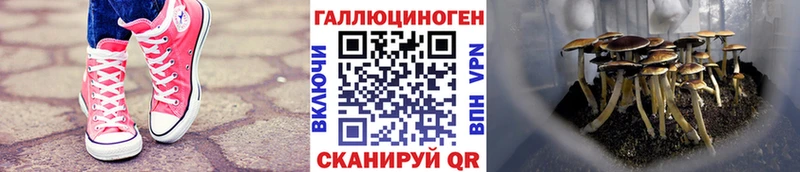 Псилоцибиновые грибы MAGIC MUSHROOMS  shop телеграм  Холм  купить  цена  гидра зеркало 